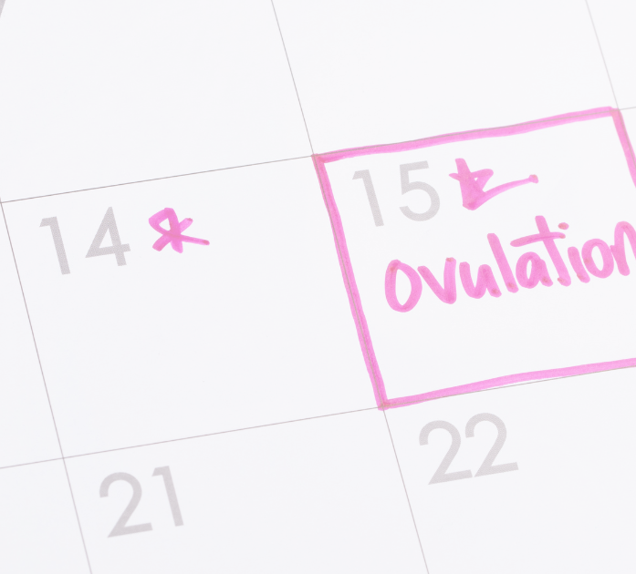 Close-up of a calendar with an "ovulation" date highlighted, symbolizing fertility support with Infertility Blend IV Vitamin Therapy at Refined Medical NY in East Setauket, Long Island.