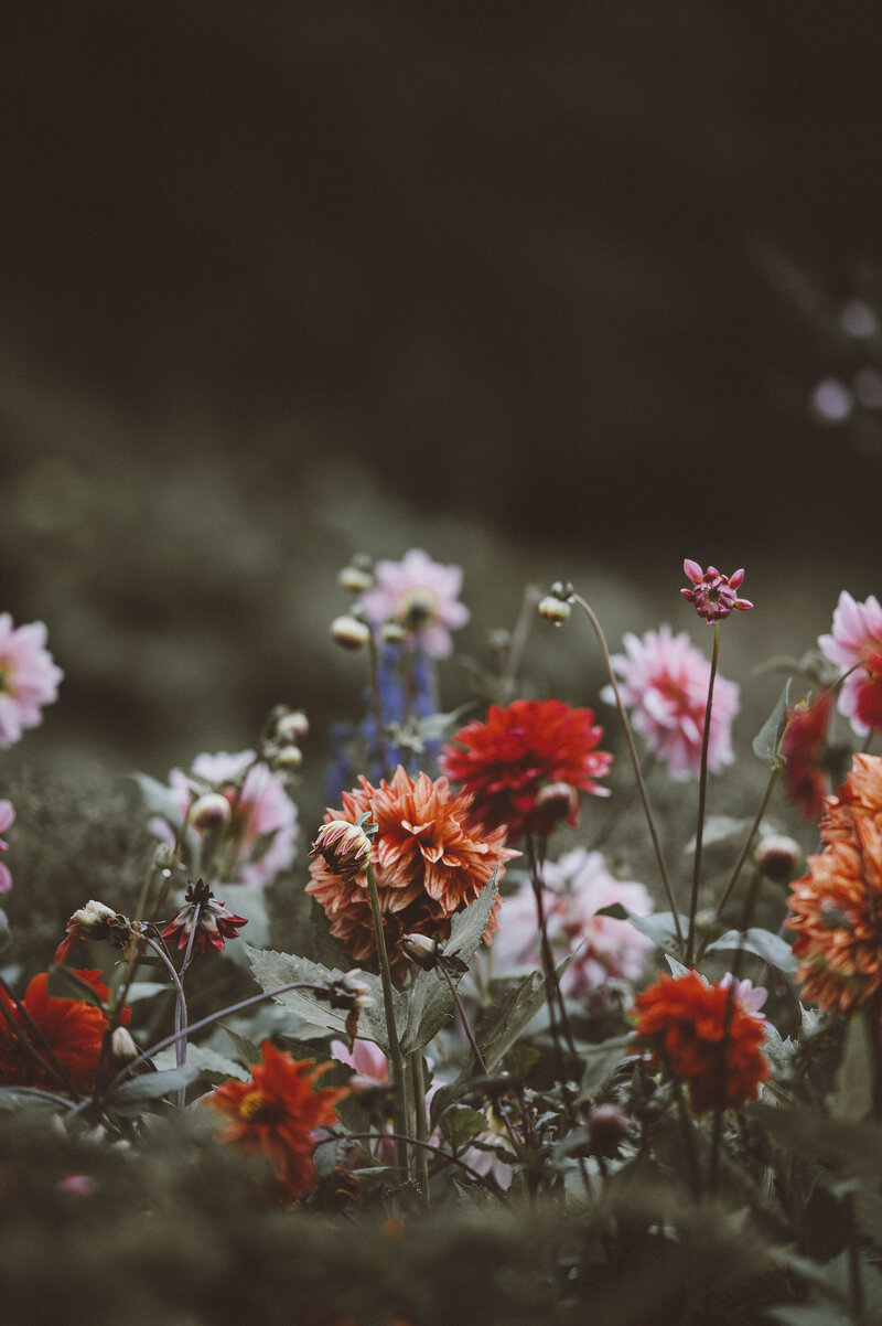 Wildflowers