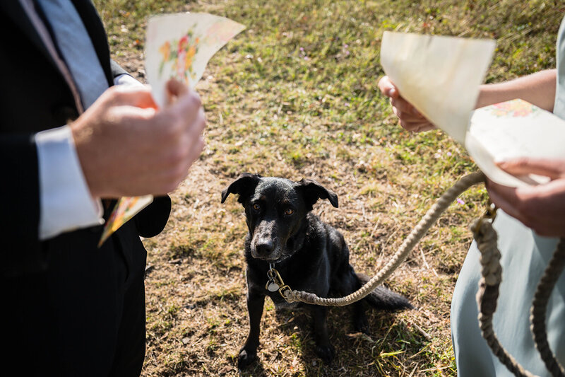 A dog on a leash sits in between a bride and groom reading their wedding vows and looks up patiently towards them.