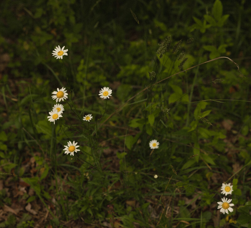 gracewaldenphoto-147(1)