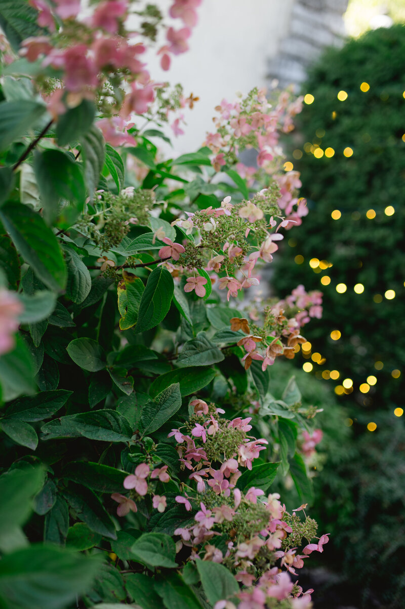 Close up of beautiful flowers. 