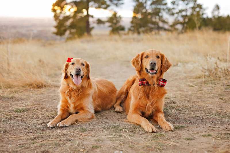 Montana-Dog-Photographer-044