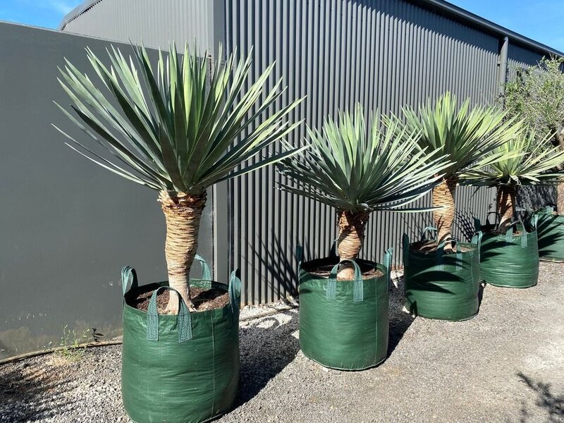 Mature Dracaena Draco Dragon Trees for Sale in Sydney