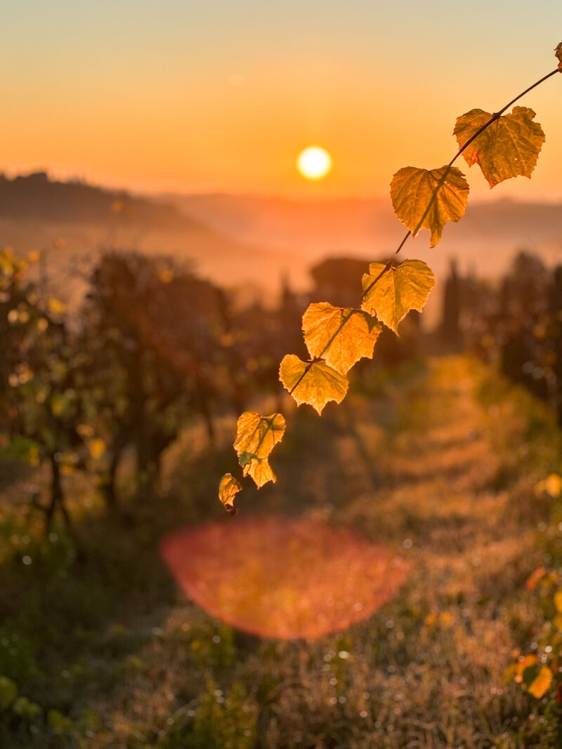 The Mindful Photography Field Guide
