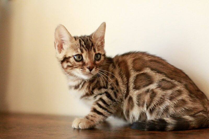 Diva x bronco_JUL2023_BROWN GIRL_4