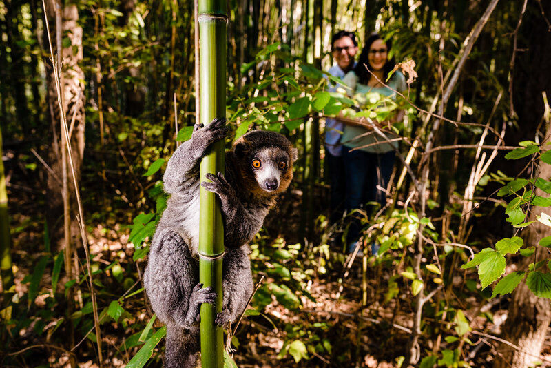 A lemur at the Duke lemur center looks right at the camera while a couple embraces and laughs in the background