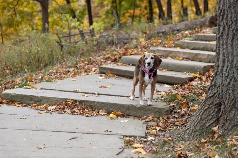 A dog is standing on a staircase, this time with the leash and hand edited out