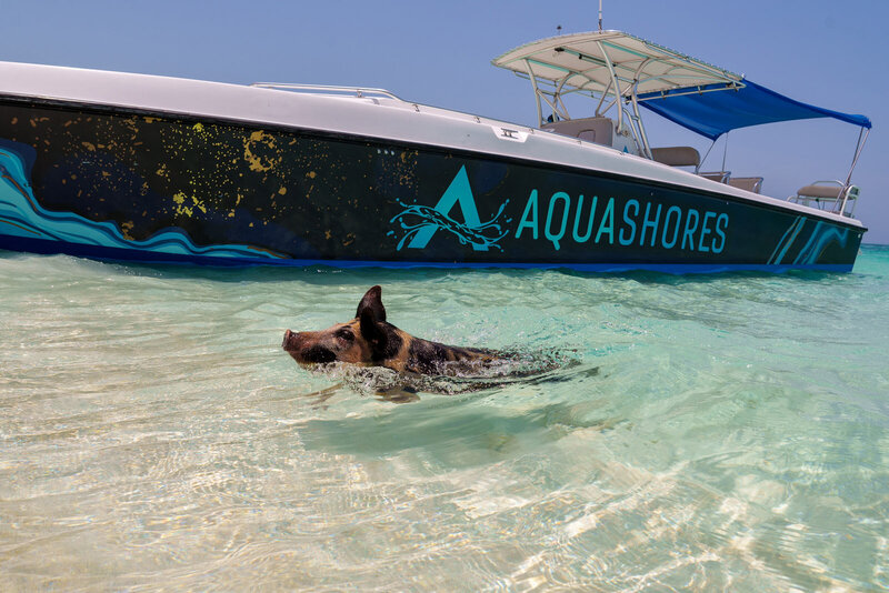 A woman standing in a school of friendly nurse sharks in crystal clear turquoise water on a bahamian beach
