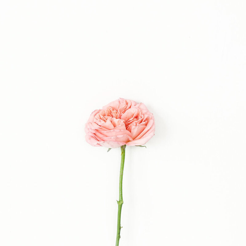 Beauty Single Flower Peach