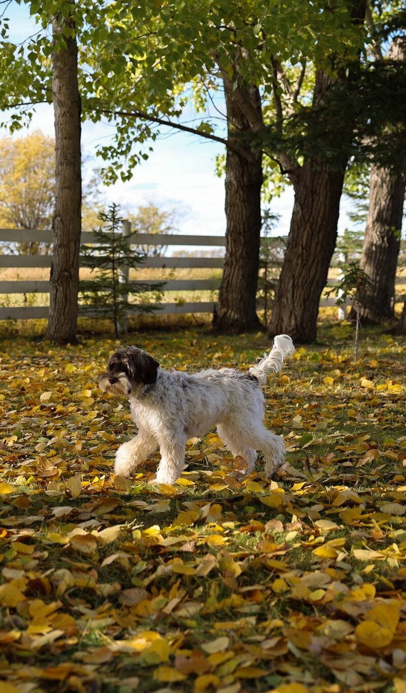 BLL-labradoodle-dog-breeders-british-columbia-04