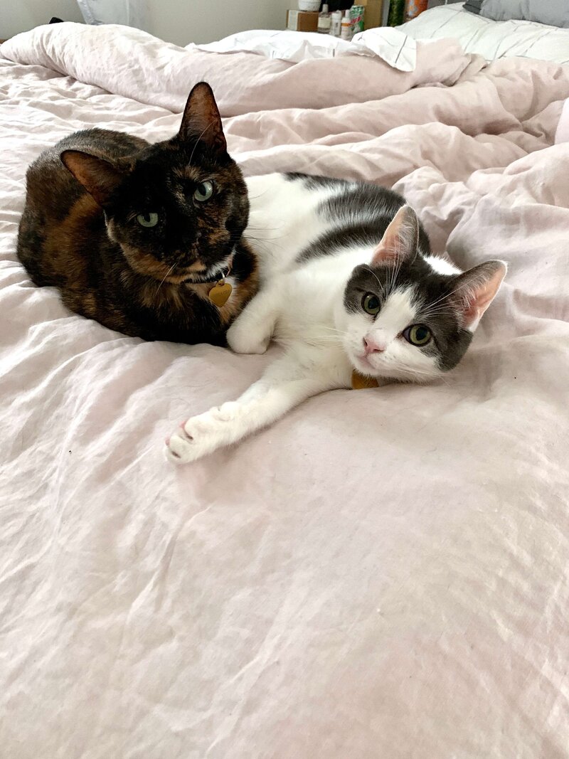 Madison’s cats, Sriracha and Paisley, cuddle together—offering a glimpse into the personal side of her story.