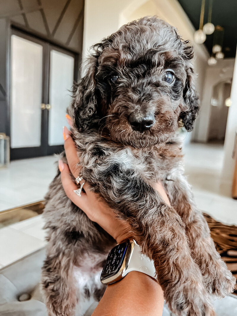 Red goldendoodle puppy Texas breeding.