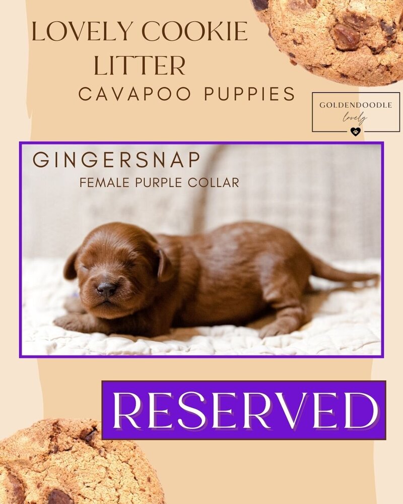 Cookie - Purple Gingersnap Female