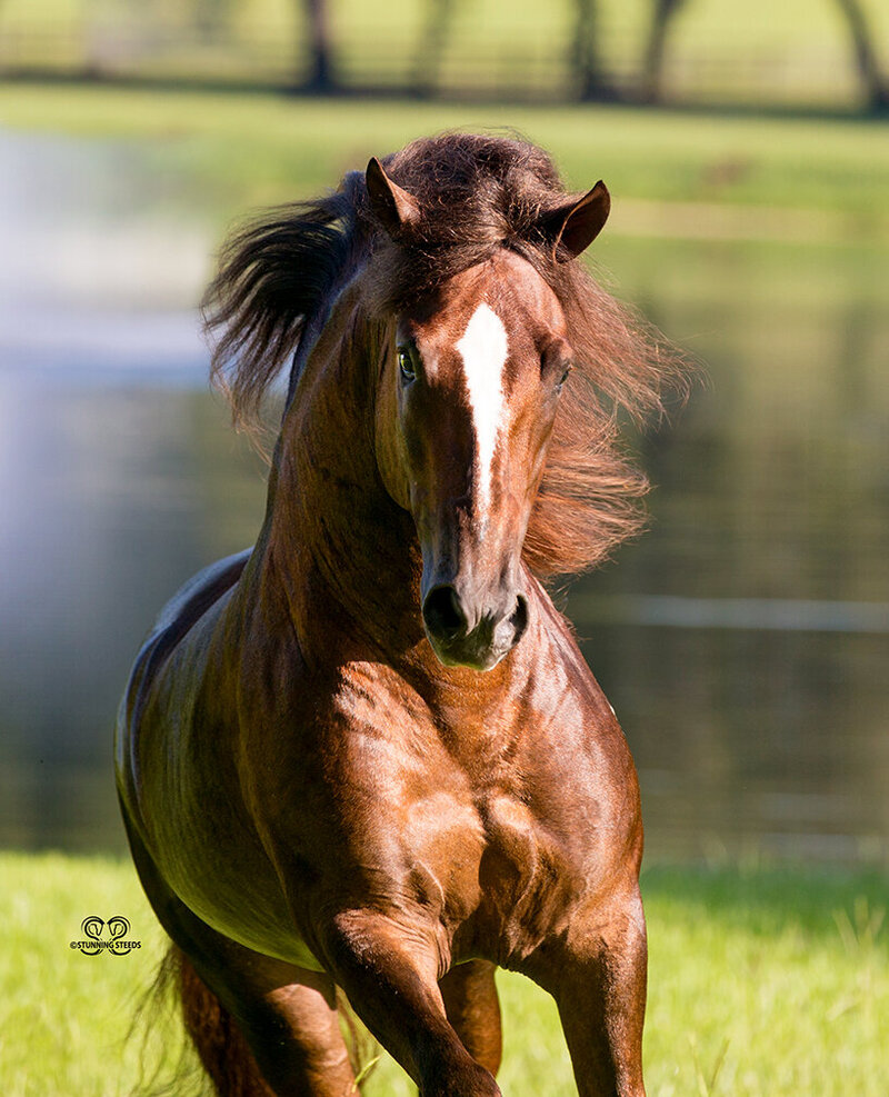 0StunningSteedsPhoto-LR-0349tu