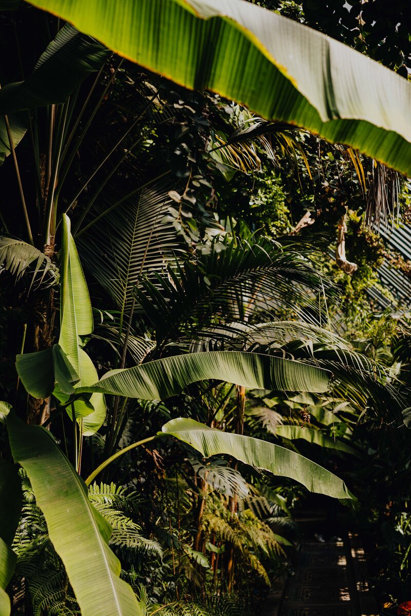 kaboompics_tropical-plants-in-botanical-gardens-11861