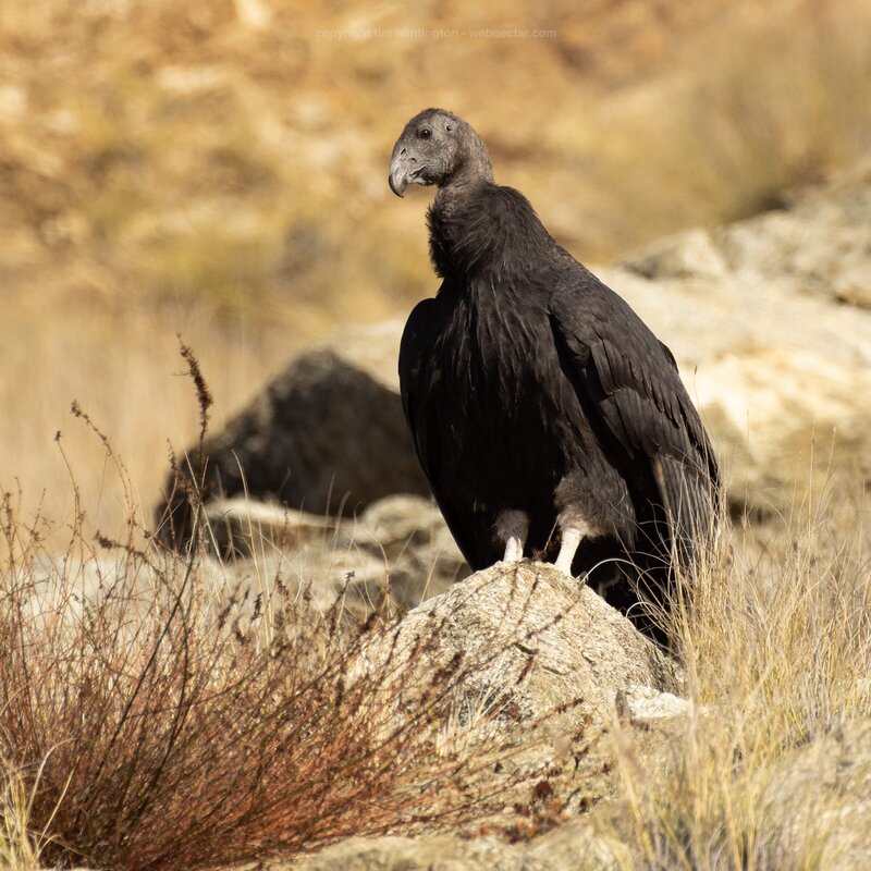 CA-Condor-Alliance-Tim-Huntington©-2_1204_7164