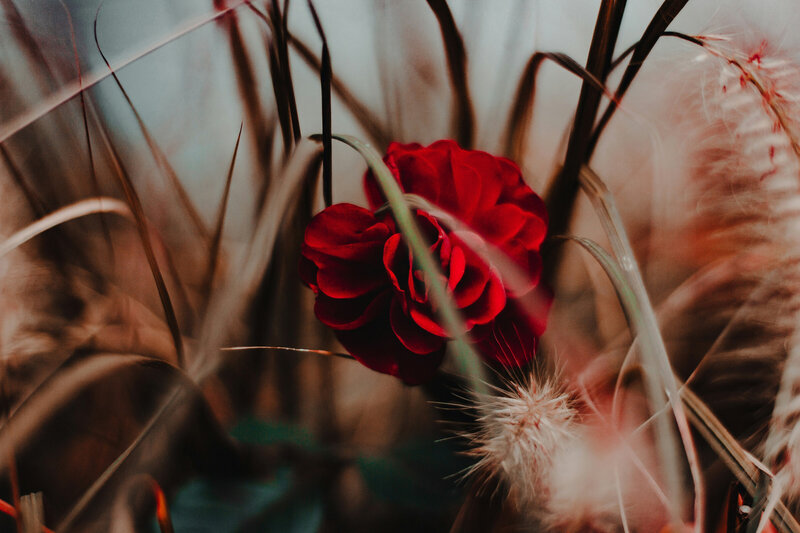Roses 2