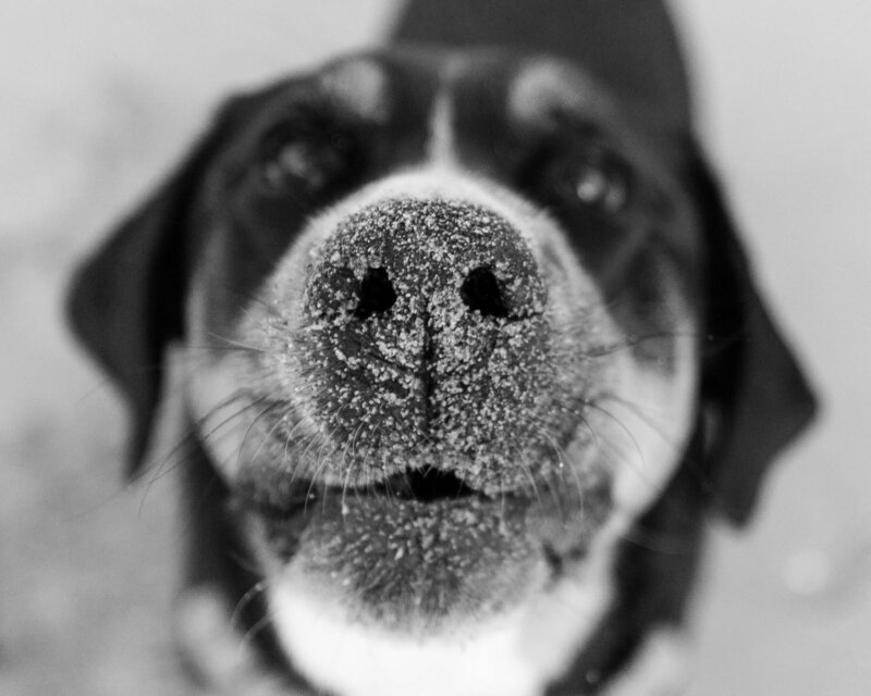 dog up close