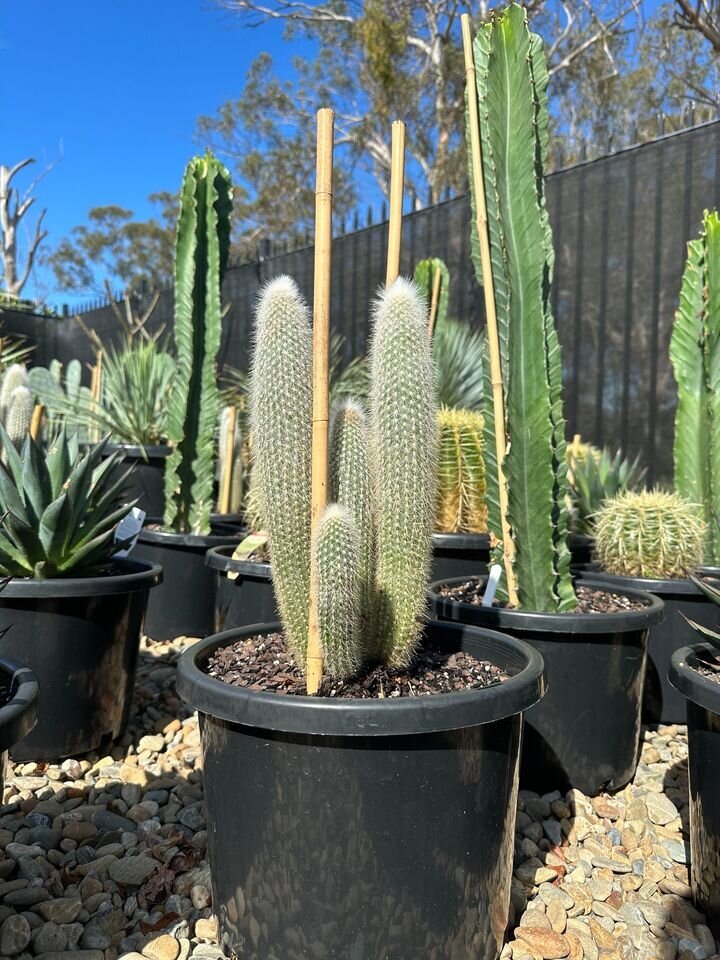 Cleistocactus Strausii | Silver toirch Multis