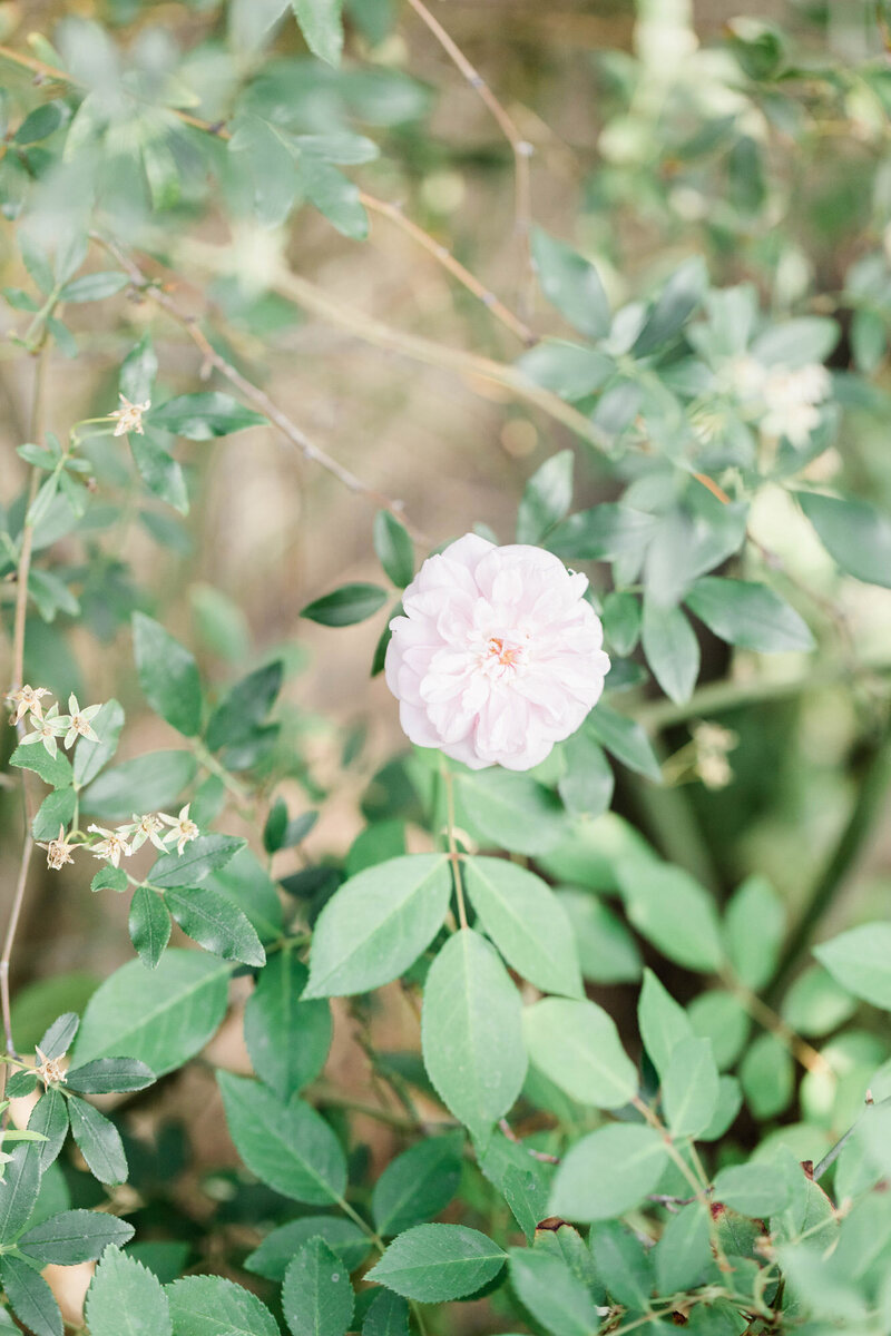 Pale pink flower on a bush