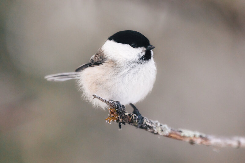 G26A9900-Edit