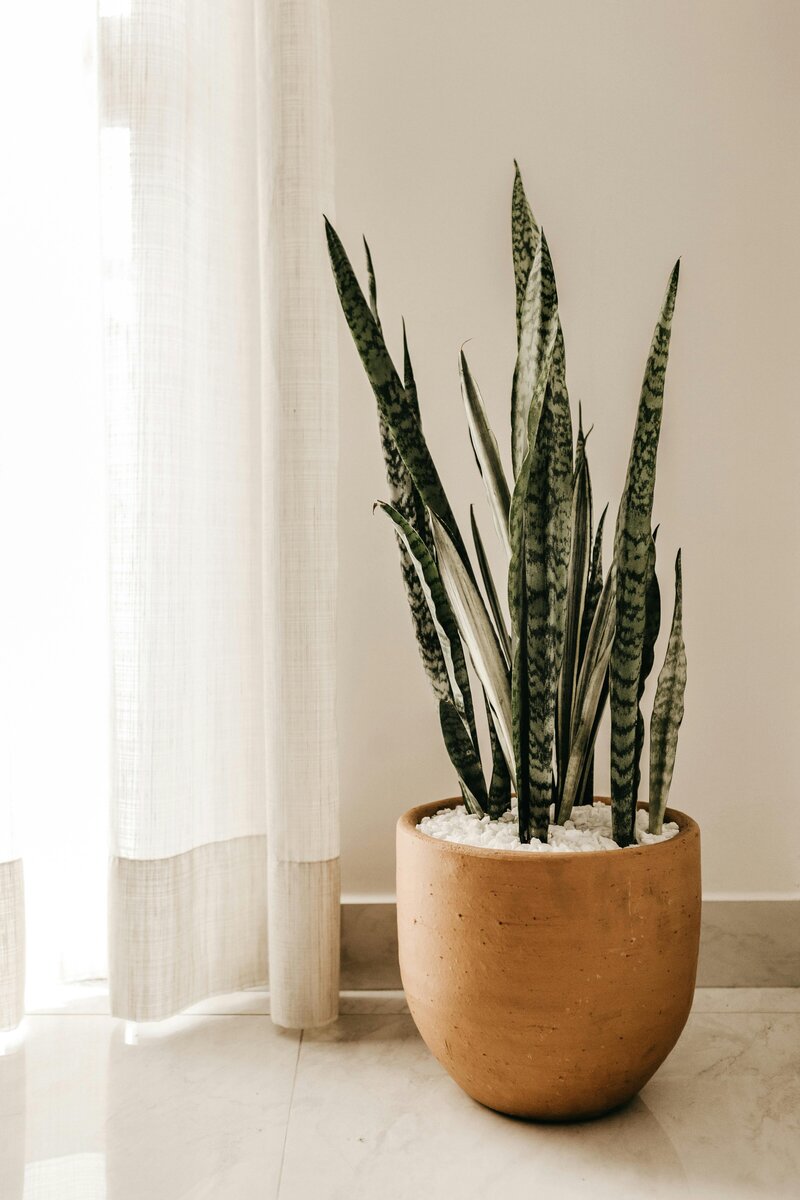 Green aloe vera plant in orange pot that matches the AQ Design Studio brand design color palette