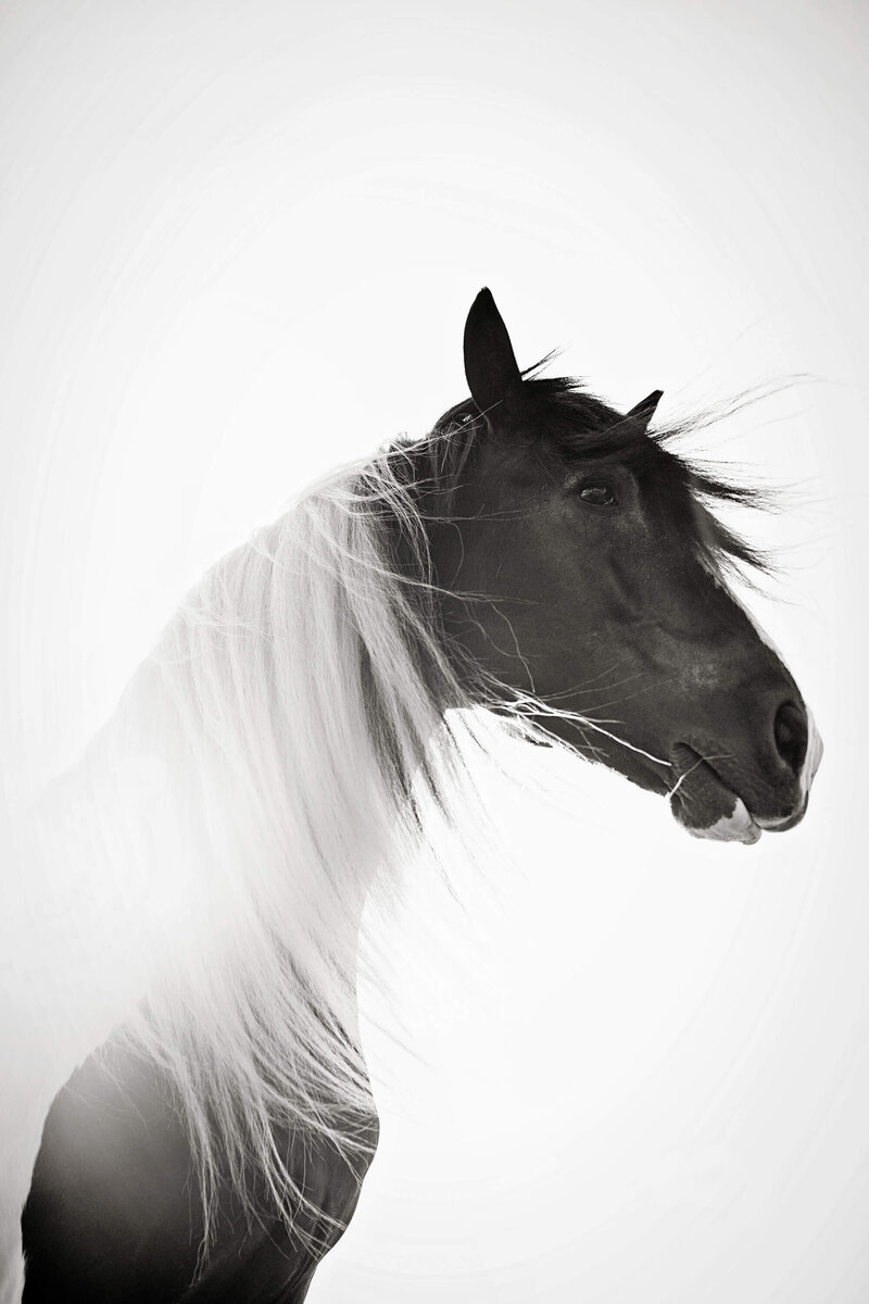 beautiful horse photography