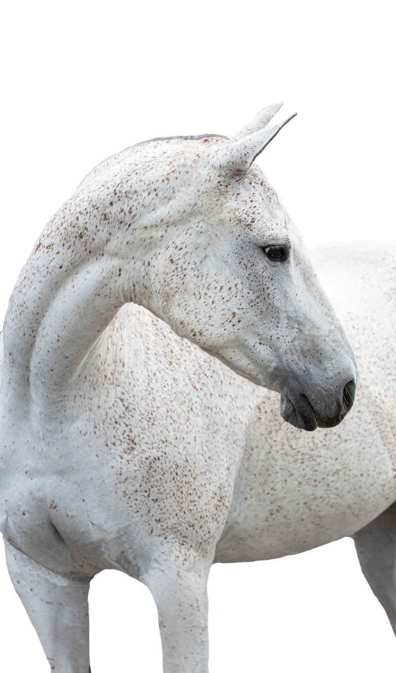 20230709_kya-photography-equestrian-photographer_0032