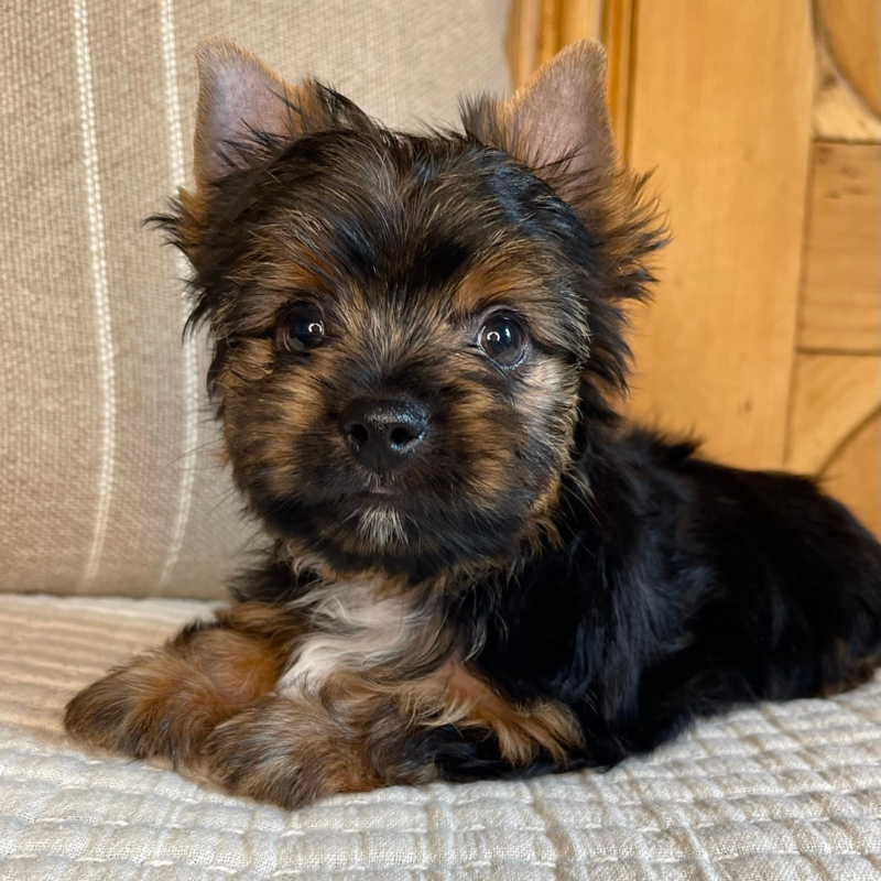A multi-colored Yorkie puppy sitting down on a blanket staring at you