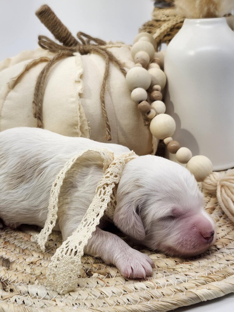 15164dbc-fa59-48f8-b89a-b35a20032d47