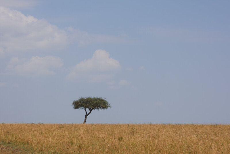 safariedited-220