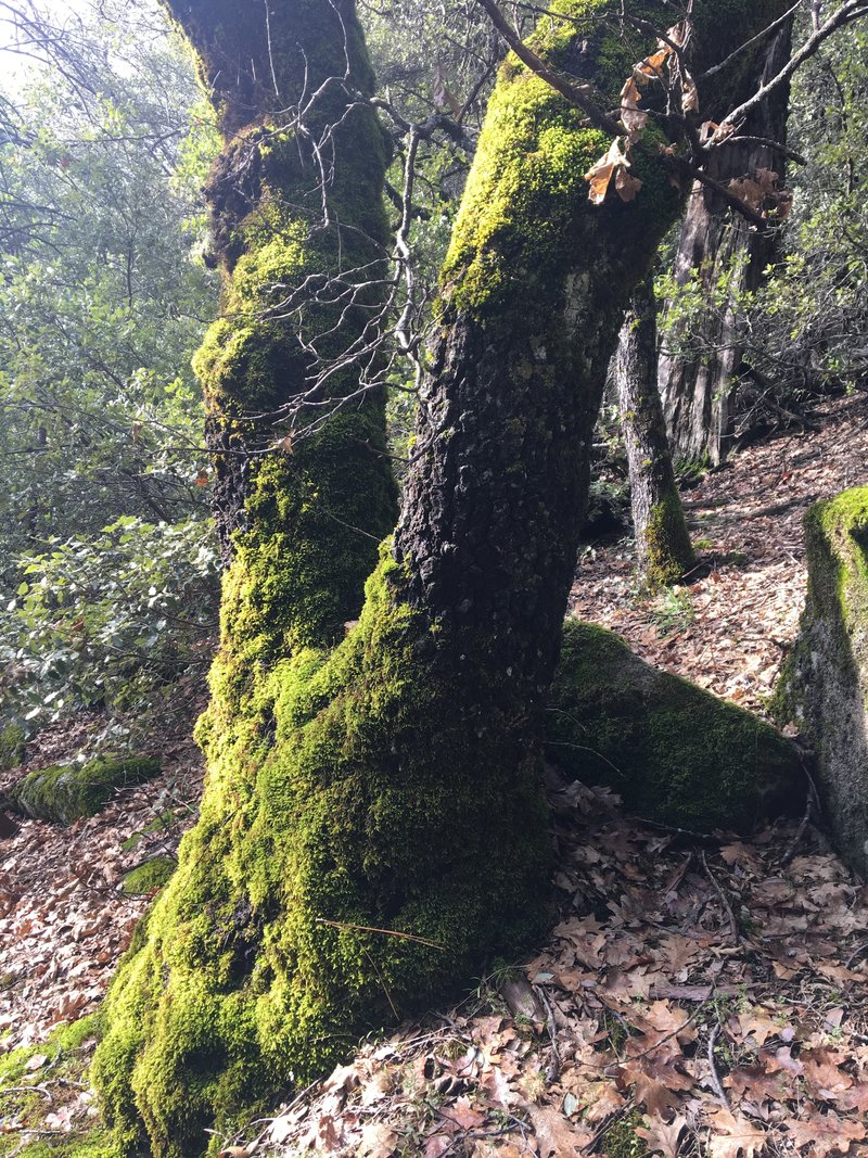 Bass Lake Hike Moss on Tree