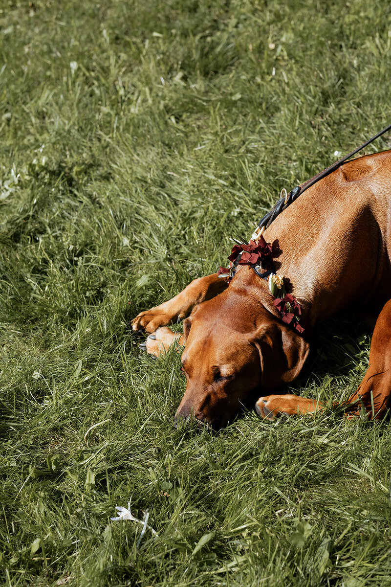 Hund während der freien Trauung