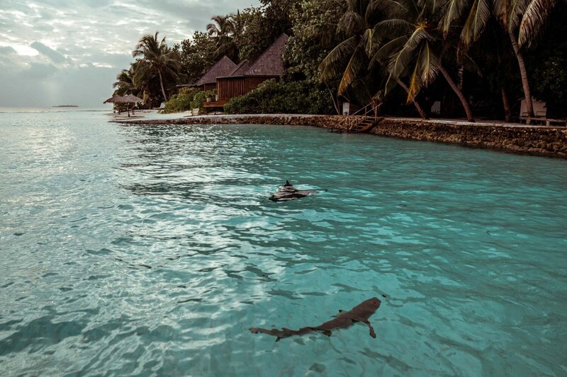Maledivy Misha photo