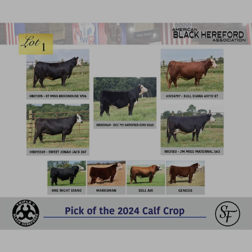 Black Hereford sale flyer for Triple C Black Herefords pick of the 2024 calf crop