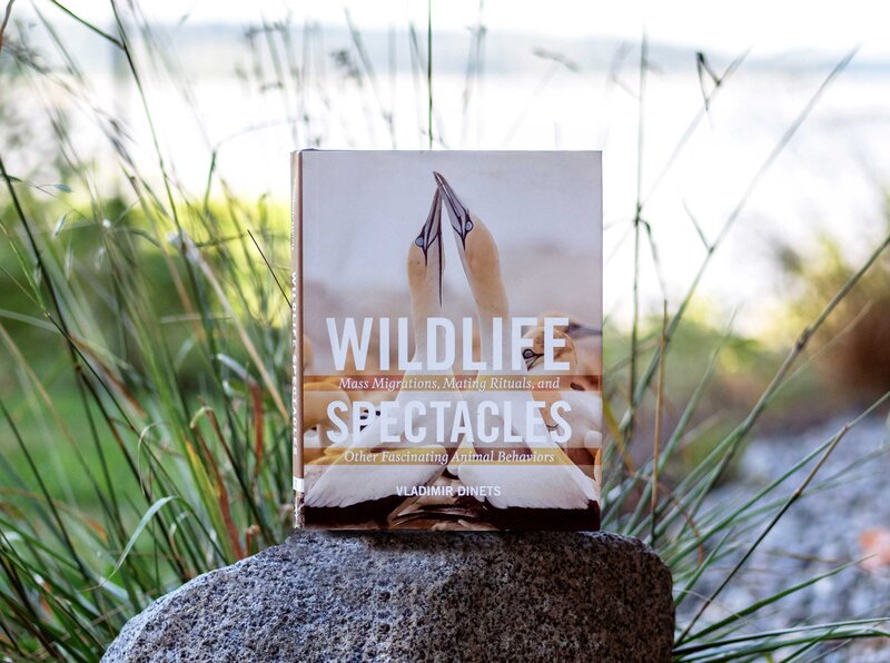 Wildlife-Spectacles-lifestyle