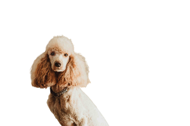 Roxie the Apricot Poodle Photo