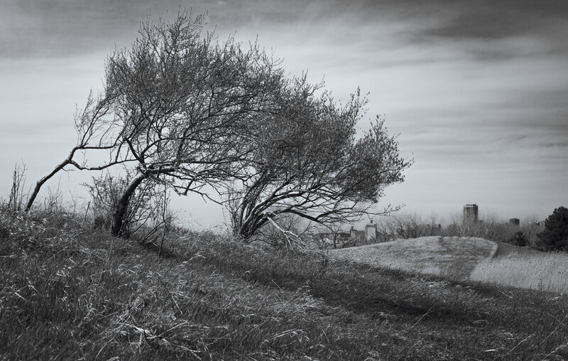 Black and white landscape photo of two trees on a hill in Buffalo, NY