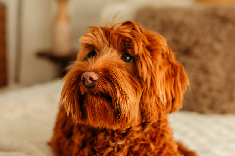 Australian-Labradoodles-Vancouver-AlbertaP2021_BLL_029