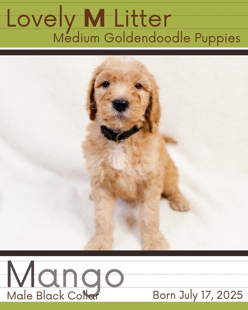 M Litter - Black Mango Male