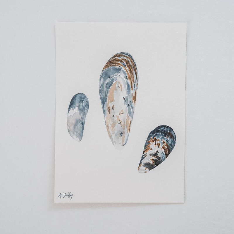 Watercolor painting featuring three mussel shells by Port Angeles artist Amy Duffy