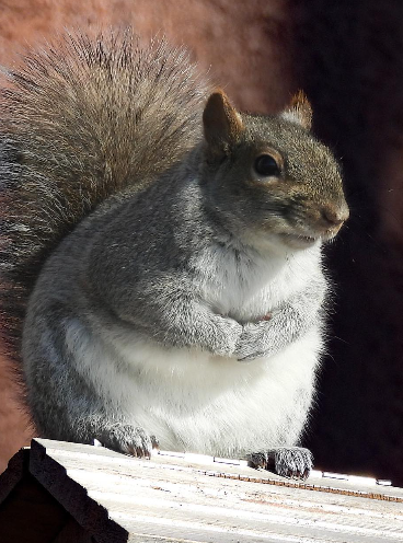 squirrel