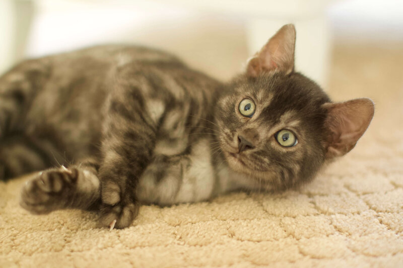 Smokey- male from Skylar x jag4