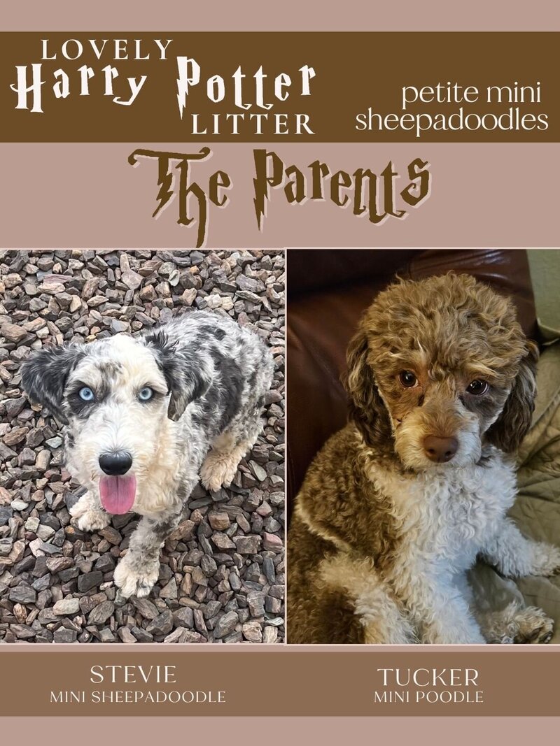 HP - The Parents - Stevie-Tucker