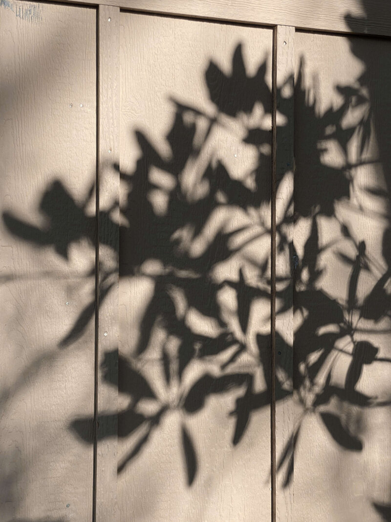 Shadow of leaves on a beige wall