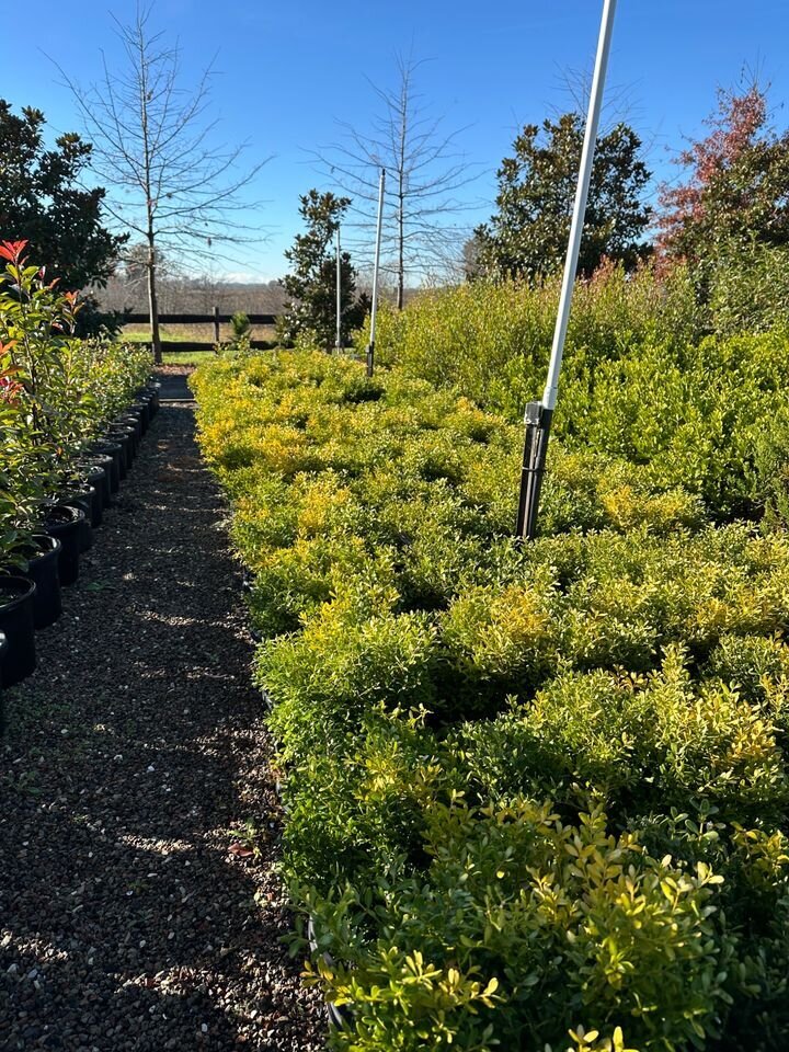 Buxus Microphylla x Microphylla  | Micro micro buxus 'Korean Box'