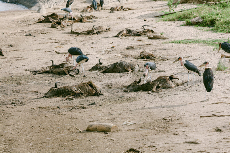 safariedited-403