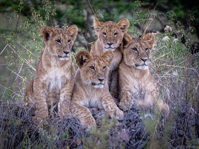 Serengeti Safari Rhino
