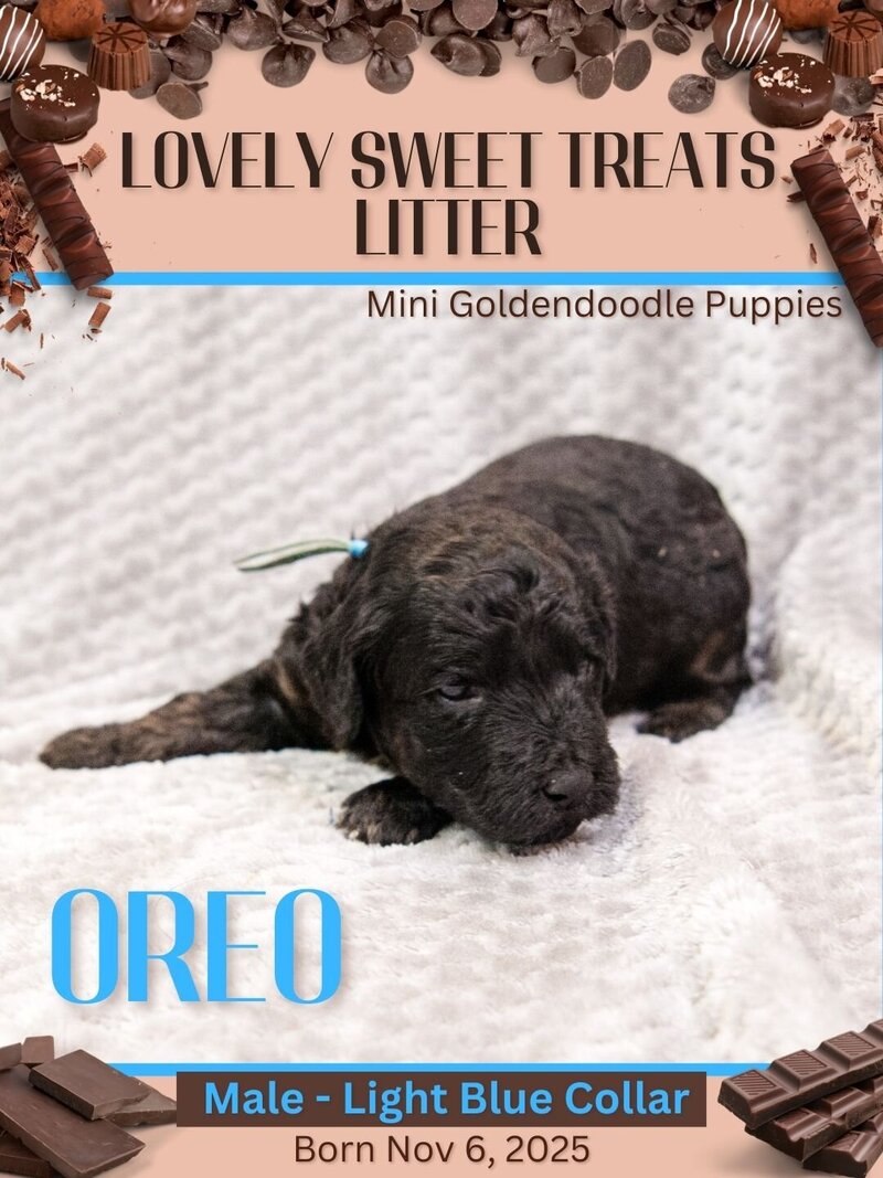 Sweet Treats - Lt Blue Oreo Male