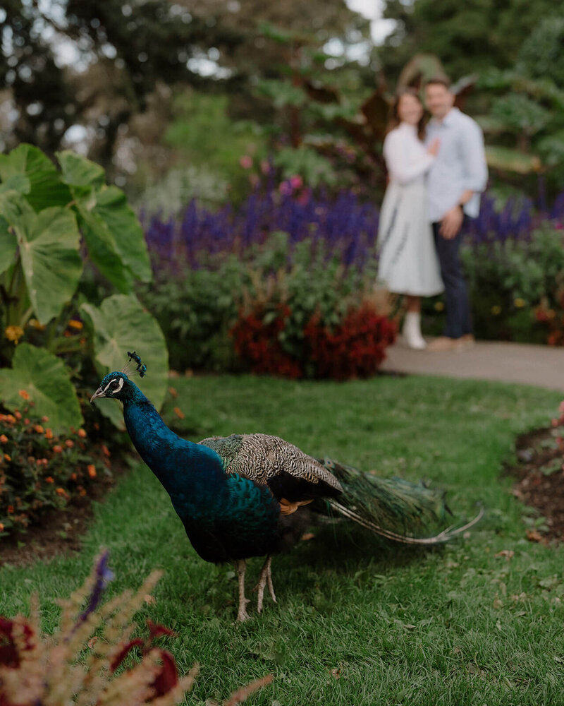 Peacock photobombing couple during engagement photos